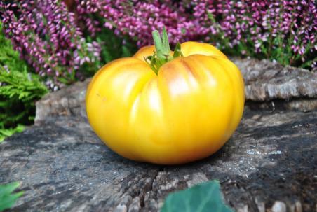 147/22 Pomarańczowe serce