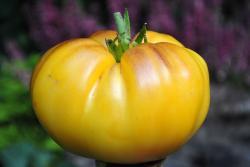 147/22 Pomarańczowe serce