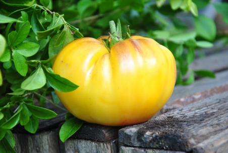 147/22 Pomarańczowe serce