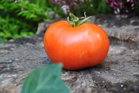 105/22 Wiosenne zamorozki dwarf