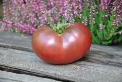 116/22 dwarf dainty isabel