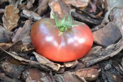 116/22 dwarf dainty isabel