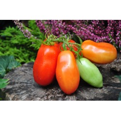 134/22 San marzano dwarf