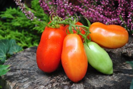 134/22 San marzano dwarf