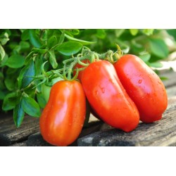 134/22 San marzano dwarf