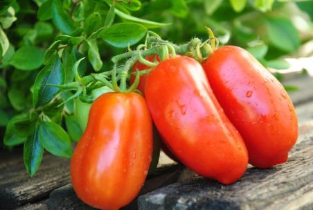 134/22 San marzano dwarf