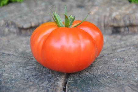 132/22 Dwarf chempion