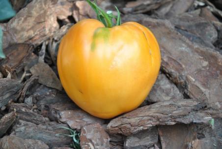 204/21 Bull's heart orange serce