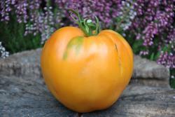 204/21 Bull's heart orange serce