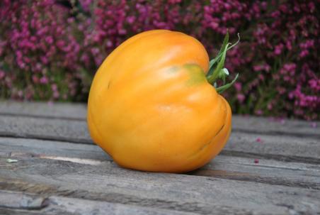 204/21 Bull's heart orange serce