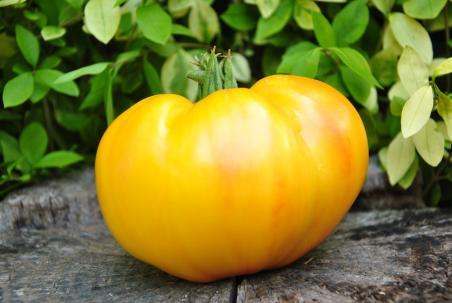 213/22 Malibu pineapple