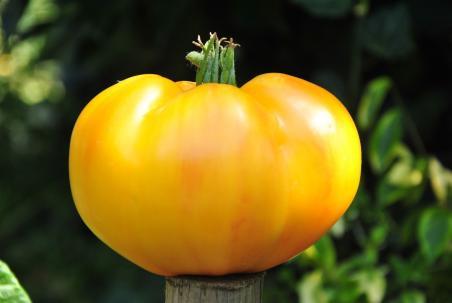 213/22 Malibu pineapple