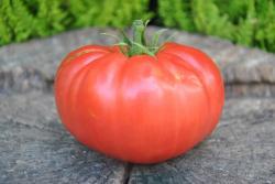 1/20 Whestone wonder11