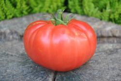 1/20 Whestone wonder11