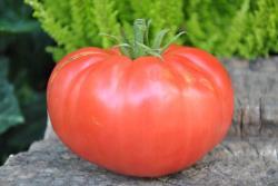 1/20 Whestone wonder11