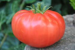 1/20 Whestone wonder11