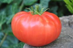 1/20 Whestone wonder11