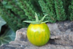 23/20 Green zebra cherry