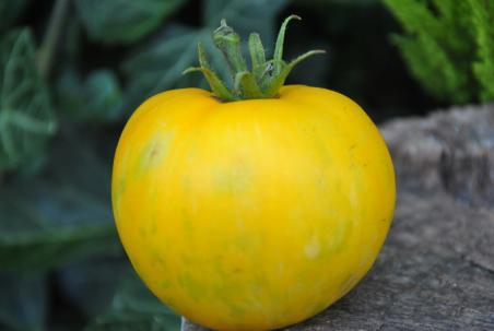 26/20 Yellow fury boar