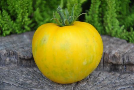 26/20 Yellow fury boar