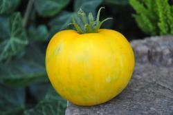 26/20 Yellow fury boar