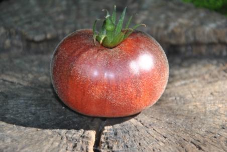 80/20 Woolly kate red