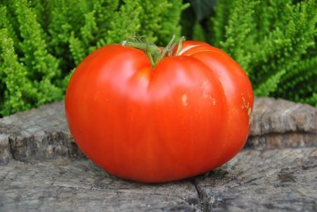 100/20 George detsika's italian