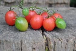 114/20 Pink grape dwarf