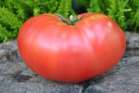 125/20 Rosa de perales