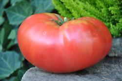 125/20 Rosa de perales