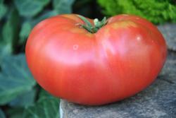 125/20 Rosa de perales