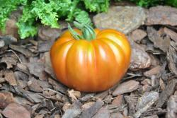 64/21 Fleur de reagir