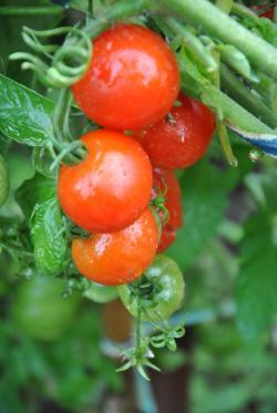 Glacier wczesny 65 dni