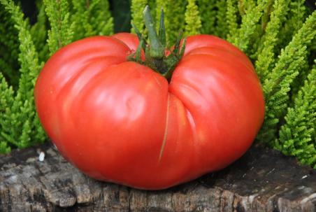 182/21 d'arbuzo pink