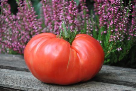 182/21 d'arbuzo pink