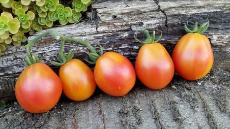 192/21 Piedmond pearl