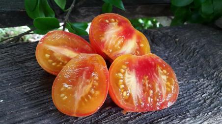 192/21 Piedmond pearl