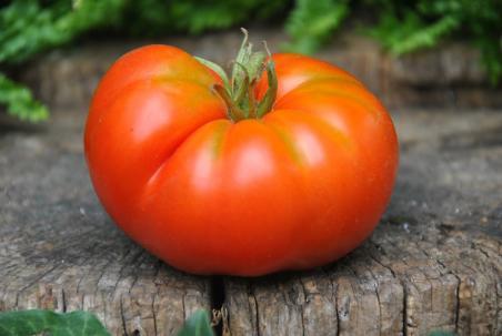 88/21 Sibirskie lapy