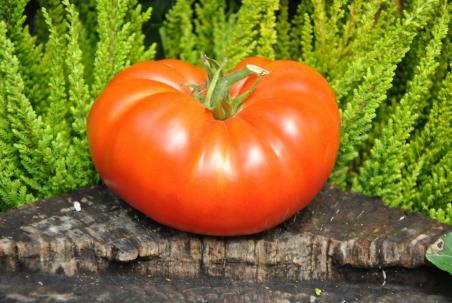 88/21 Sibirskie lapy