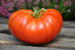 88/21 Sibirskie lapy