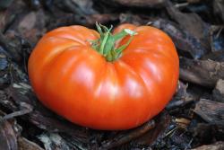 88/21 Sibirskie lapy