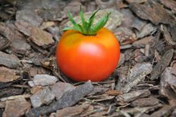 11/21 Apple of novi sad