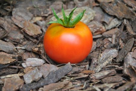 11/21 Apple of novi sad