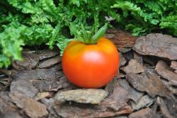 11/21 Apple of novi sad