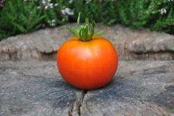 11/21 Apple of novi sad