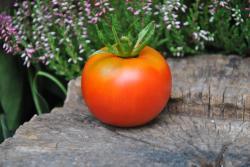 11/21 Apple of novi sad