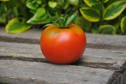 11/21 Apple of novi sad