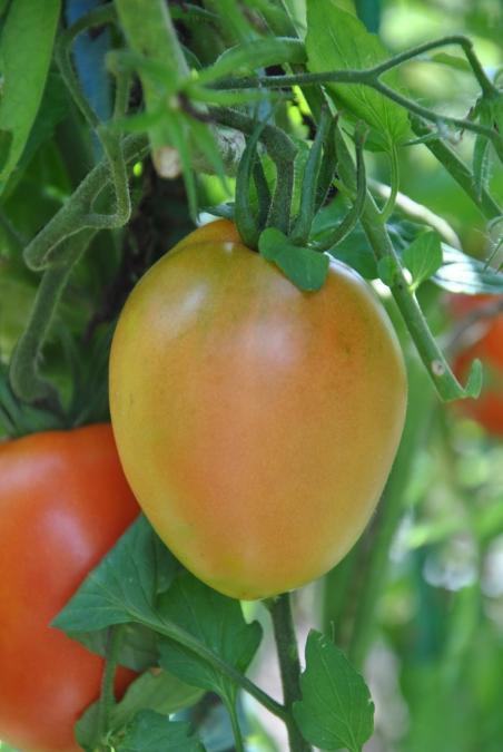 115/21 Krasnye gryozy