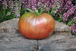 reinhard kraft purple heart