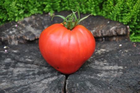 196/21 Cancelmo family serce